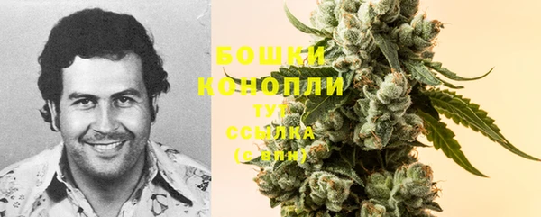 стаф Богданович