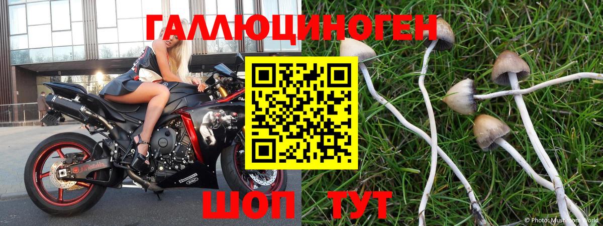 Прохладный  Псилоцибиновые грибы ЛСД  Вход с VPN 