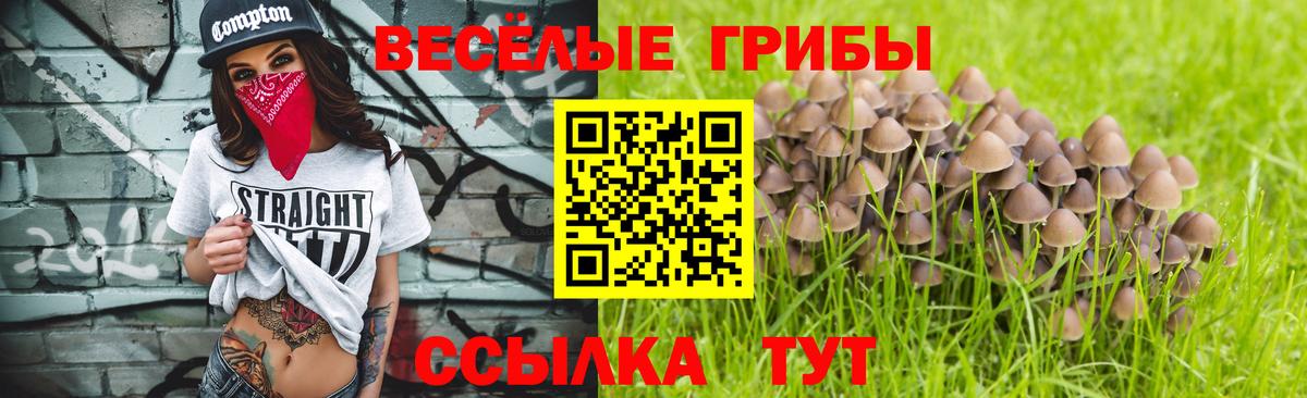 Галлюциногенные грибы Psilocybe Прохладный